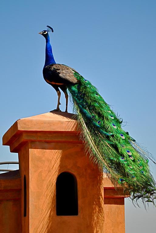 Riad Al Mendili Private Resort & Spa Had Abdallah Rhiat Ngoại thất bức ảnh